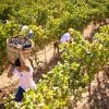vendemmia Gallura