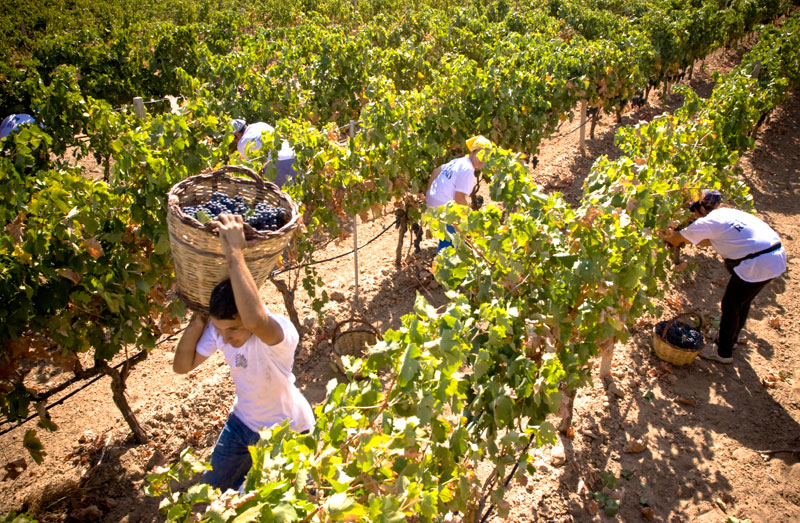 vendemmia Gallura