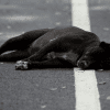 cane Olbia autista