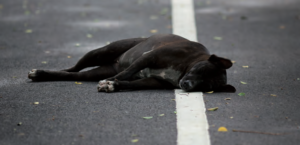 cane Olbia autista