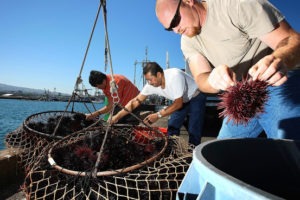 pesca al riccio
