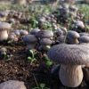 Funghi