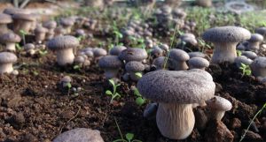 Funghi
