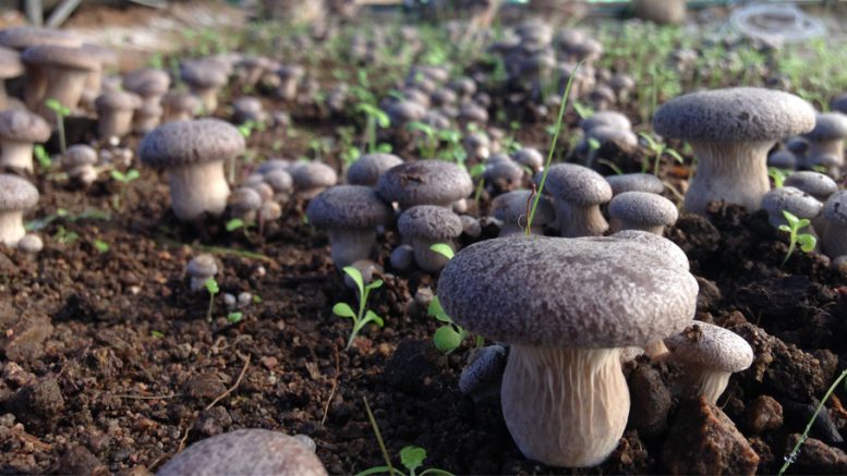 Funghi