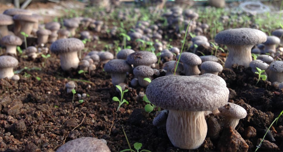 Funghi