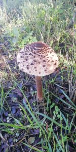 Raccolta funghi in Gallura