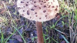 Raccolta funghi in Gallura