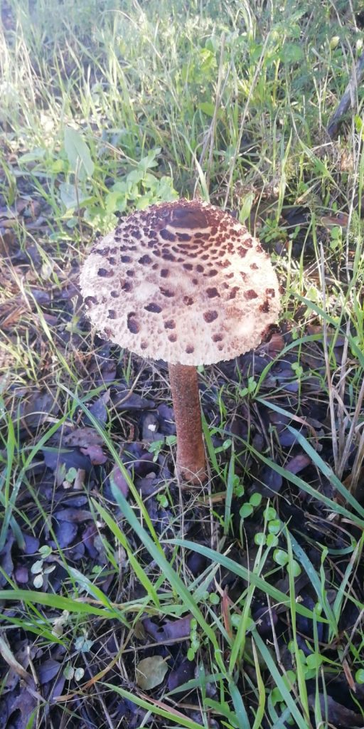 Raccolta funghi in Gallura
