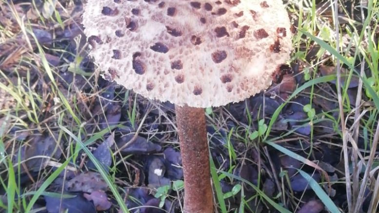 Raccolta funghi in Gallura
