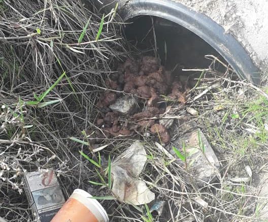 escrementi accanto a uno scarico a pittulongu