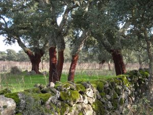 sughero cork and coral e corallo