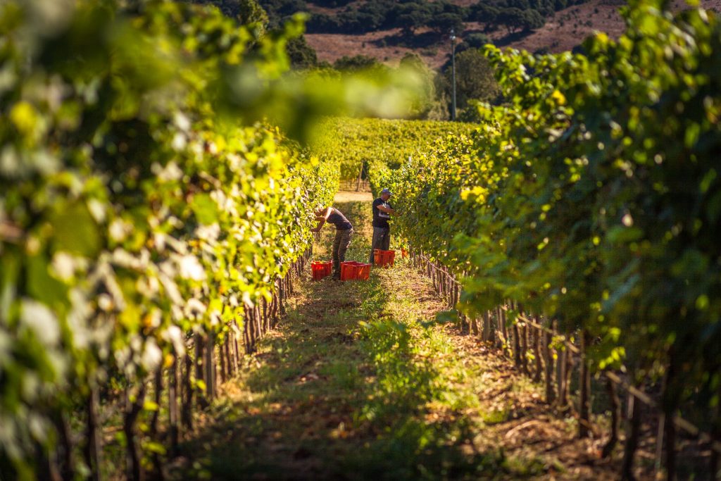 Siddùra cantina vino
