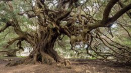 Ulivo albero Luras