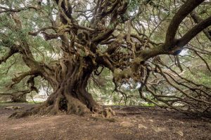 Ulivo albero Luras