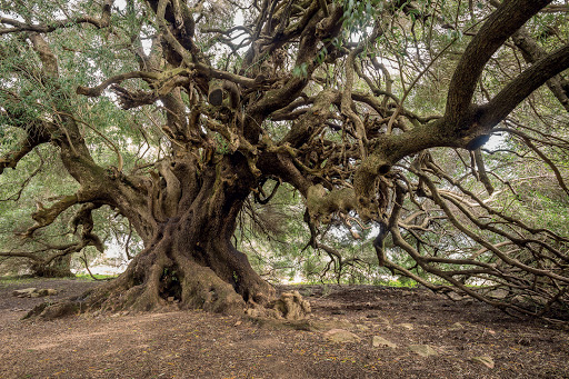 Ulivo albero Luras