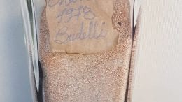 sabbia rosa budelli