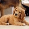 Anagrafe canina