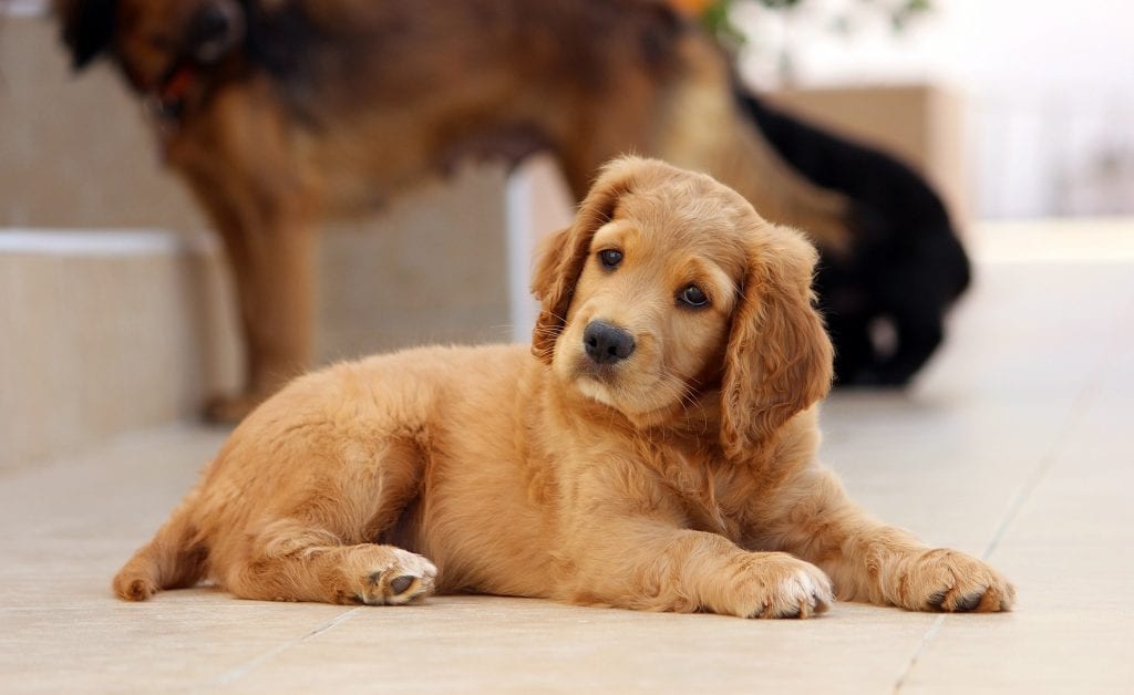Anagrafe canina