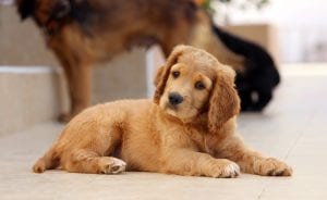 Anagrafe canina