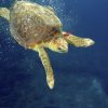 La maddalena liberazione Caretta caretta dopo cure 01