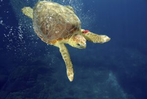 La maddalena liberazione Caretta caretta dopo cure 01