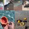 rifiuti spiagge spazzatura gallura incivili olbia la maddalena arzachena cala coticcio