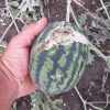 Danni agricoltura grandine