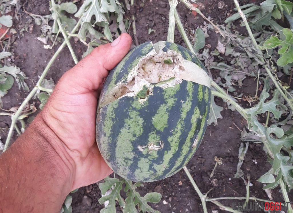 Danni agricoltura grandine