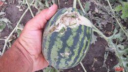 Danni agricoltura grandine