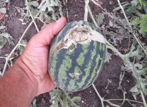 Danni agricoltura grandine