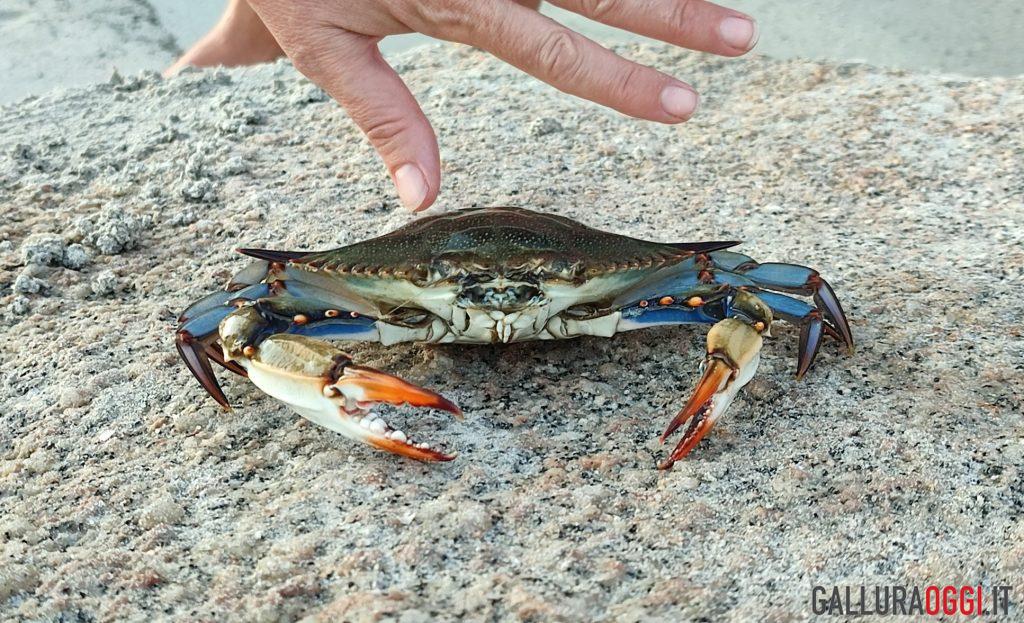 granchio blu San Teodoro