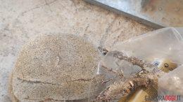 sequestro sabbia cannigione