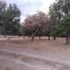 sugherete parassita nord sardegna
