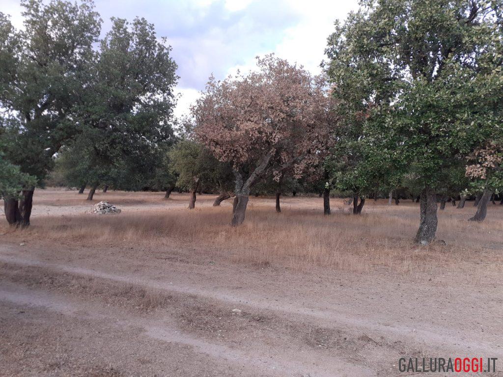 sugherete parassita nord sardegna
