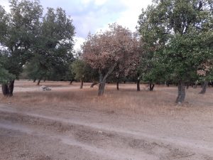 sugherete parassita nord sardegna