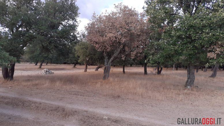 sugherete parassita nord sardegna