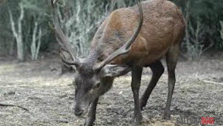 malattia del cervo