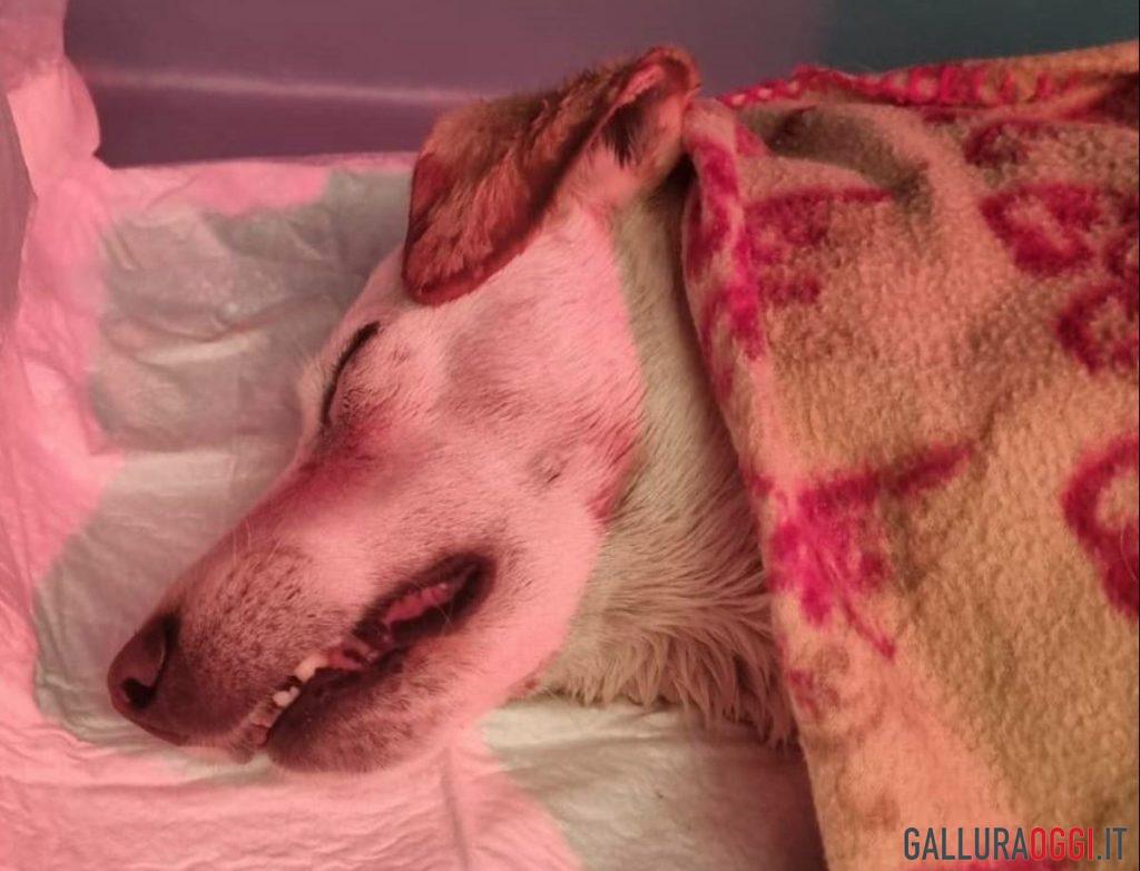 cagnolino Olbia