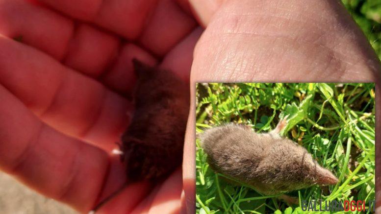 mustiolo