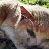 gatto Olbia