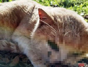 gatto Olbia