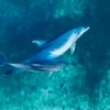 delfini cugnana porto rotondo la maddalena