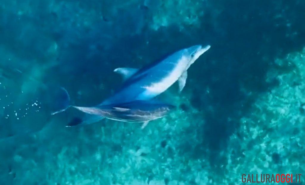 delfini cugnana porto rotondo la maddalena