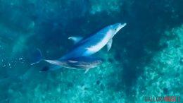 delfini cugnana porto rotondo la maddalena