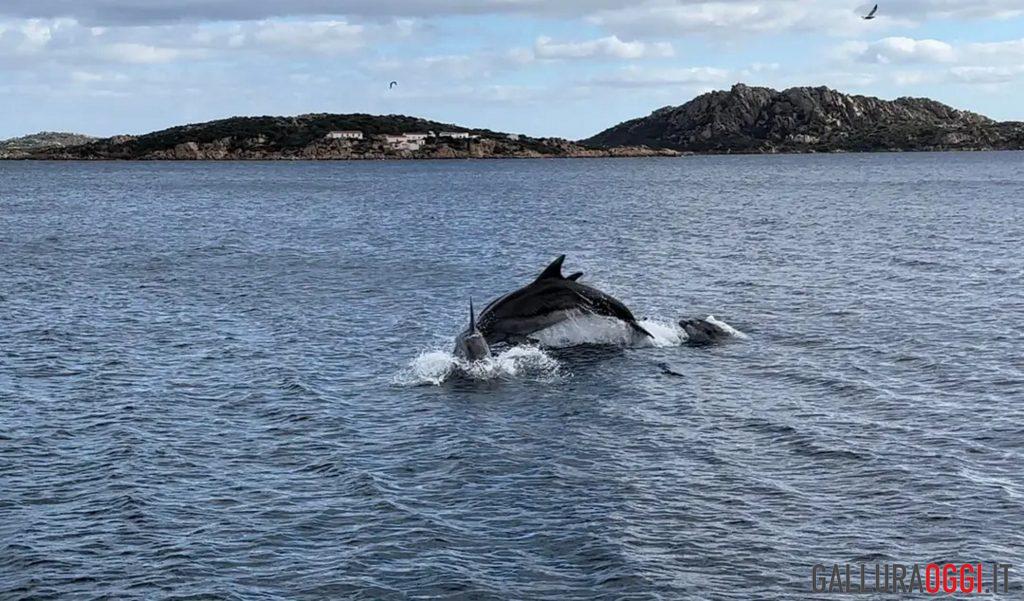 delfini la maddalena