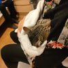 gatto mitch salvato grimaldi