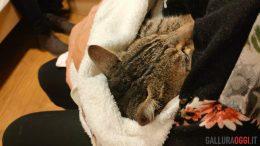gatto mitch salvato grimaldi
