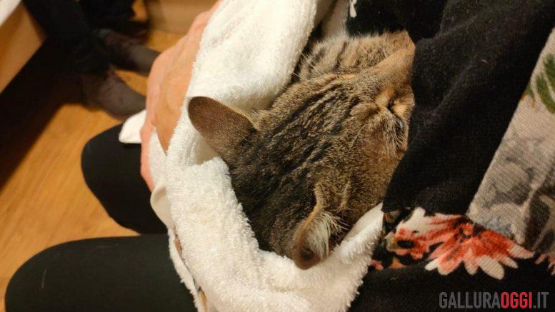 gatto mitch salvato grimaldi