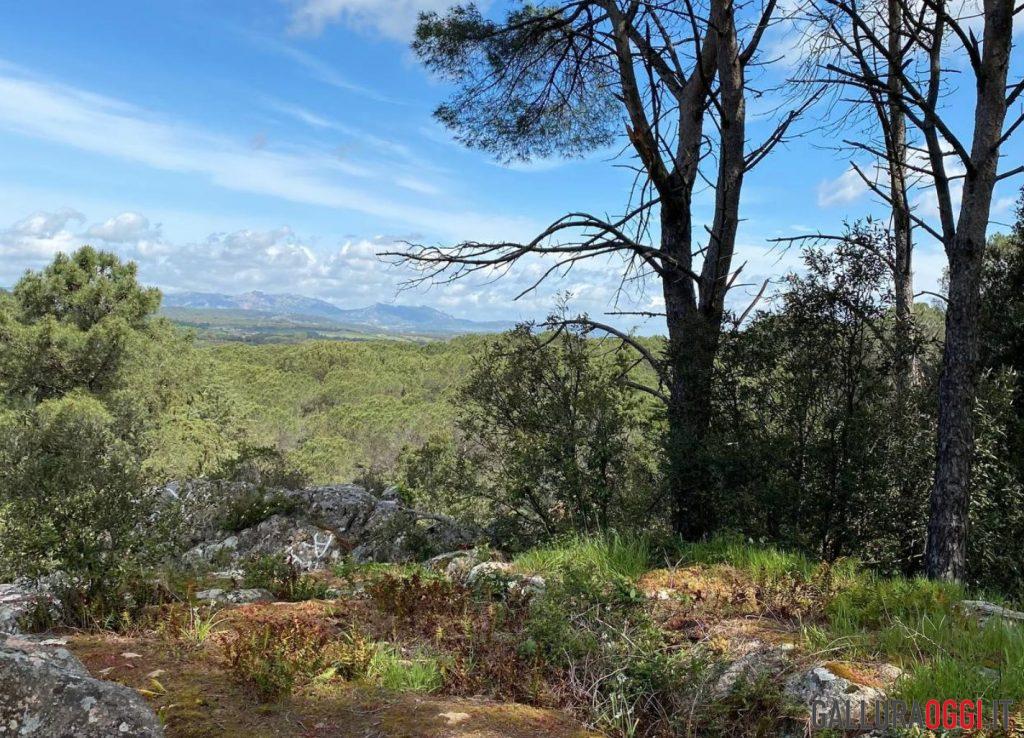 Bosco di Curadureddu