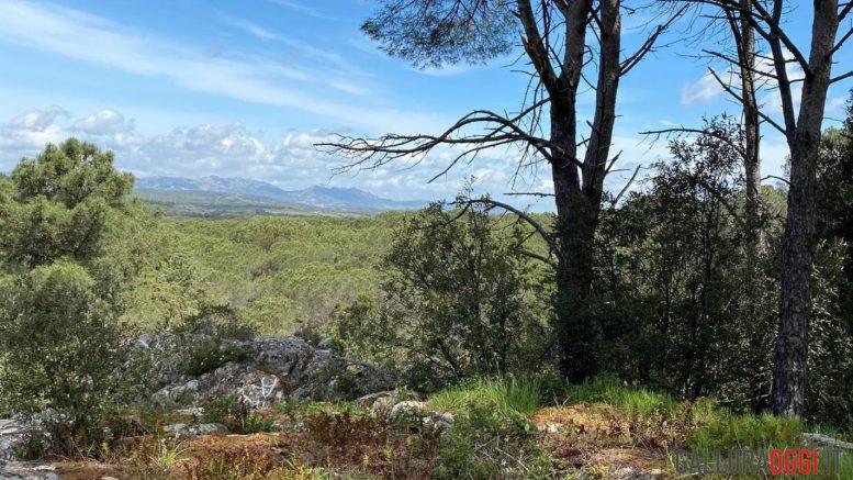 Bosco di Curadureddu